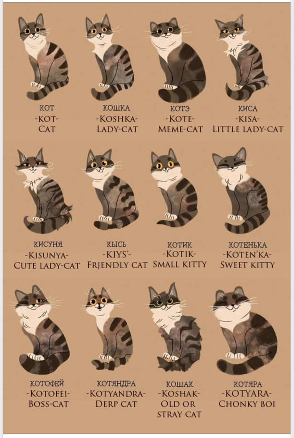 chart about describing cats in Russian words